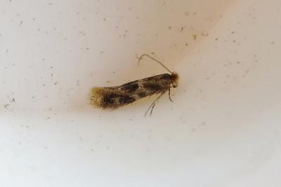 <i>Bucculatrix ulmella</i>