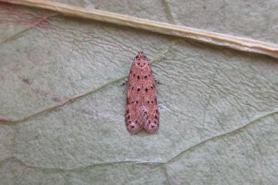 <i>Pseudotelphusa paripunctella</i>