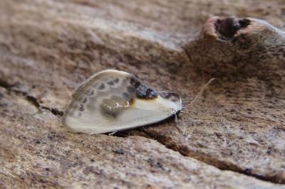 <i>Cilix glaucata</i>