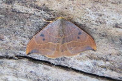 <i>Watsonalla uncinula</i>