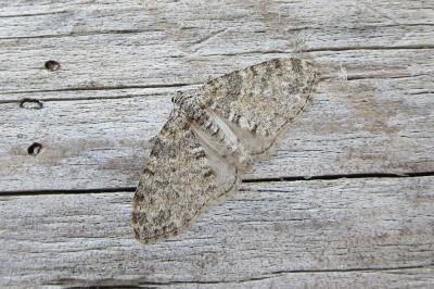 <i>Lobophora halterata</i>