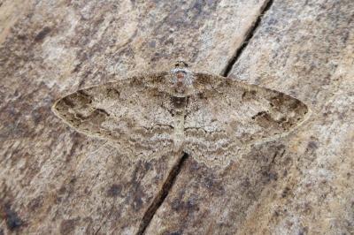 <i>Paradarisa consonaria</i>