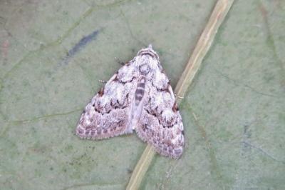 <i>Nola confusalis</i>