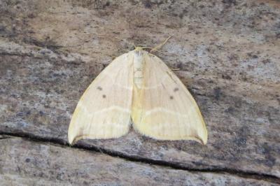 <i>Watsonalla binaria/uncinula</i>