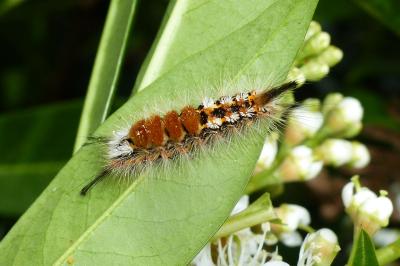 <i>Orgyia recens</i>