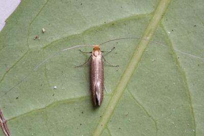 <i>Nematopogon adansoniella</i>