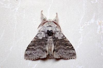 <i>Calliteara pudibunda</i>