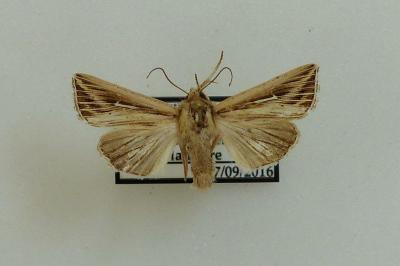 <i>Mythimna l-album</i>