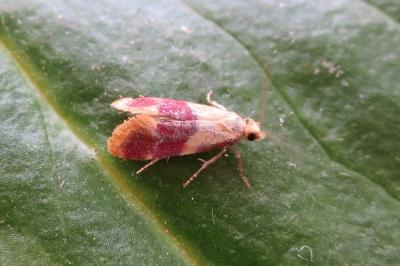 <i>Diceratura ostrinana</i>