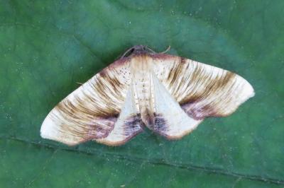 <i>Plagodis dolabraria</i>