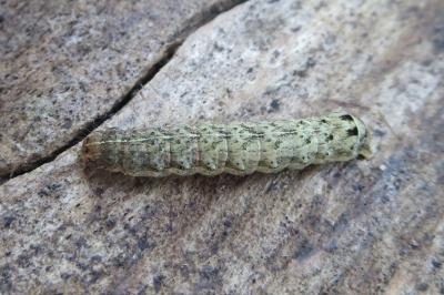 <i>Noctua janthe</i>