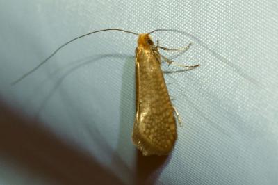 <i>Nematopogon adansoniella</i>