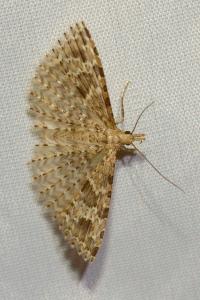 <i>Alucita hexadactyla</i>