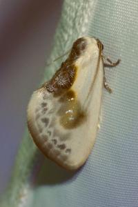 <i>Cilix glaucata</i>