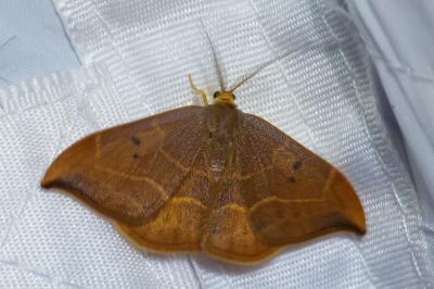 <i>Watsonalla binaria</i>