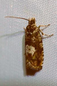 <i>Pammene argyrana</i>