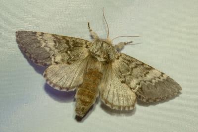 <i>Drymonia ruficornis</i>