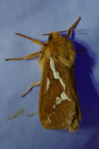 <i>Korscheltellus lupulinus</i>