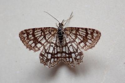 <i>Chiasmia clathrata</i>