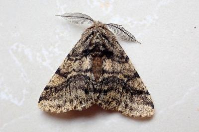 <i>Lycia hirtaria</i>
