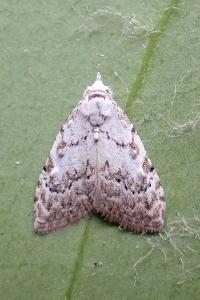 <i>Nola confusalis</i>
