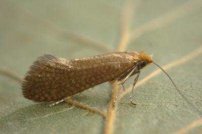 <i>Nematopogon adansoniella</i>
