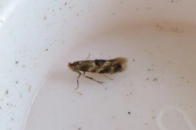 <i>Bucculatrix ulmella</i>