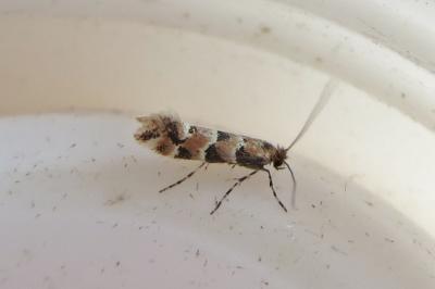 <i>Phyllonorycter trifasciella</i>