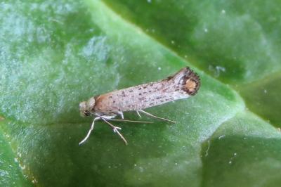 <i>Pseudoswammerdamia combinella</i>
