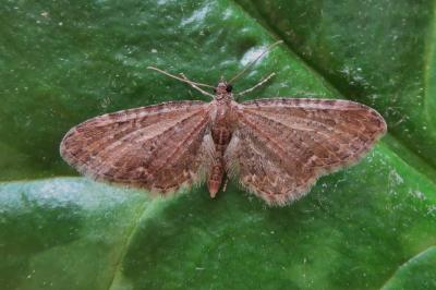 <i>Eupithecia vulgata</i>