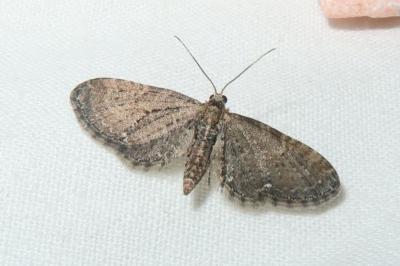 <i>Eupithecia vulgata</i>