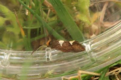 <i>Incurvaria masculella</i>