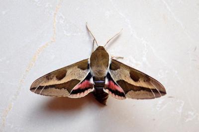 <i>Hyles euphorbiae</i>