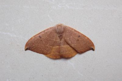 <i>Watsonalla binaria/uncinula</i>