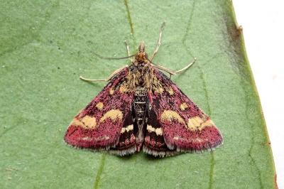 <i>Pyrausta purpuralis</i>
