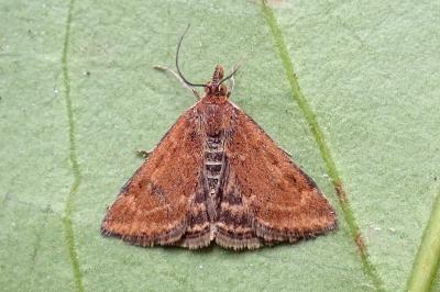 <i>Pyrausta despicata</i>