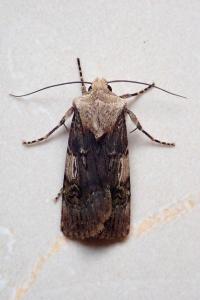 <i>Agrotis puta</i>