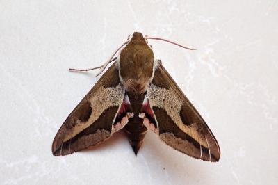 <i>Hyles euphorbiae</i>