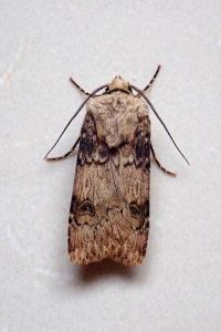 <i>Agrotis puta</i>