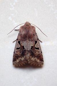 <i>Orthosia gothica</i>