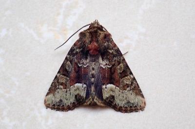 <i>Oligia strigilis</i>
