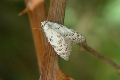 <i>Nola confusalis</i>