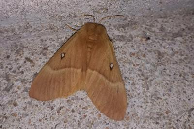<i>Lasiocampa quercus</i>