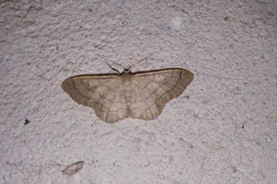 <i>Idaea aversata</i>