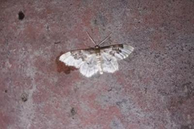 <i>Idaea rusticata</i>