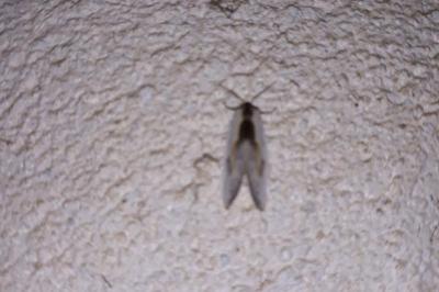 <i>Cilix glaucata</i>