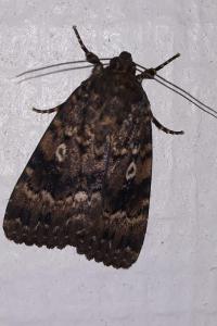 <i>Amphipyra pyramidea</i>
