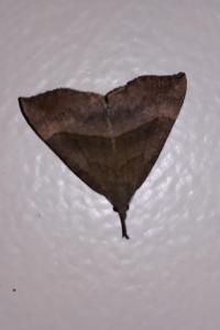<i>Hypena proboscidalis</i>