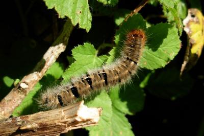 <i>Lasiocampa quercus</i>