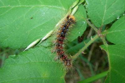 <i>Lymantria dispar</i>